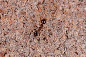 vuxen storhuvad myra foto