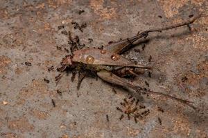 afrikansk storhuvad myra som jägar på en riktig cricket