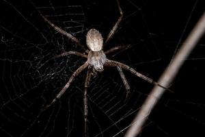 vuxen hane silver trädgård orbweaver foto