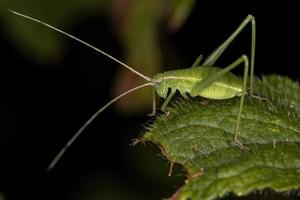 blad katydid nymf foto