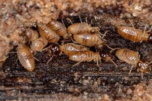 vuxna nasute termiter foto