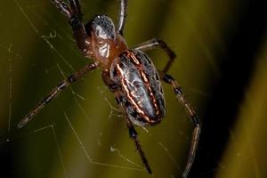 brasiliansk klassisk orbweaver foto