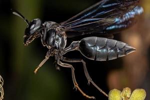 vuxen kvinnlig krigargeting foto