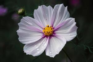 ai genererad kosmos - bipinnatus - blomma inföding till mexico och de sydlig förenad stater - känd för deras delikat lövverk och färgrik blommar. en symbol av harmoni och beställa foto