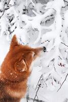 shiba inu hund i de vinter- skog sniffar snöig grenar. skön röd shiba inu hund foto