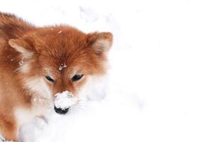 porträtt av en shiba inu hund med snö på dess näsa. skön röd shiba inu hund i en snöig parkera foto