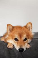 porträtt av en hund shiba inu. de hund är ledsen. skön röd och fluffig hund. foto