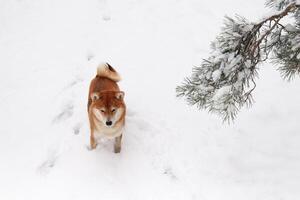 shiba inu hund i de snö, gående i en snöig parkera. skön röd hund av shiba inu ras foto