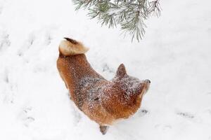 shiba inu hund i de snö, gående i en snöig parkera. skön röd hund foto