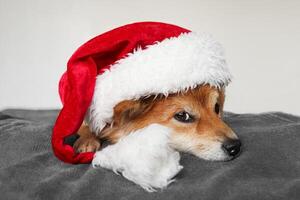 rolig shiba inu hund lögner i en santa claus hatt. hund på en vit bakgrund foto