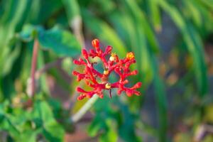 gikt stjälk eller jatropha podagrica, rabarber, buddha mage växt, flaskväxt buske foto