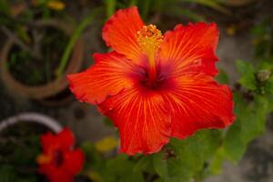 röd hibiskus blomma på en grön bakgrund. i de tropisk trädgård foto