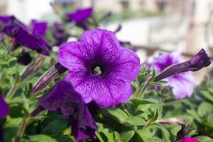 petuniapetunia i de trädgård petunia i en potpetunia och suddig bakgrund stänga upp foto