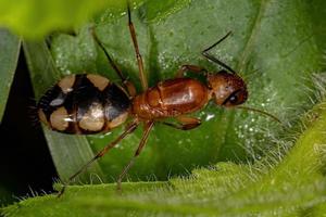 vuxen kvinnlig snickardrottning myra foto