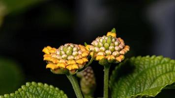 blomma av vanlig lantana foto