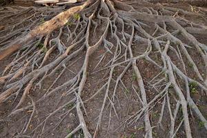 rötterna av ett träd på marken foto