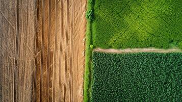 ai genererad Foto två intilliggande jordbruks fält, ett karg och de Övrig frodig grön. de karg fält skall ha brun jord och synlig traktor rader indikerar nyligen odling. ai genererad