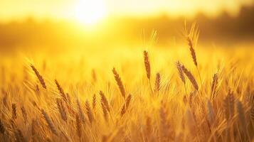 ai genererad lugn bild fångar fredlig scen av vete fält på soluppgång. de Sol är synlig, visas som ljus, gyllene klot mitt i de vete stjälkar ai genererad foto