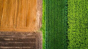 ai genererad Foto av två intilliggande jordbruks fält, frodig och grön ai genererad