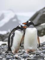 ai genererad två pingviner stående stänga till varje Övrig på en klippig yta ai genererad foto