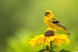 ai genererad vibrerande gul fågel uppflugen på en blomning gul blomma mot en mjuk grön bakgrund ai genererad foto
