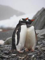 ai genererad två pingviner stående stänga till varje Övrig på en klippig yta ai genererad foto