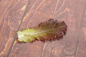 grön sallad sallad blad isolerat foto