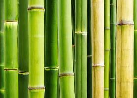 ai genererad detalj av en bambu träd foto