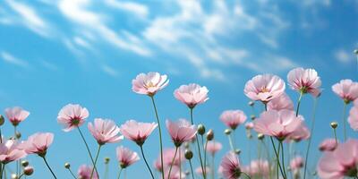 ai genererad blomning rosa kosmos blommor under en klar blå himmel foto