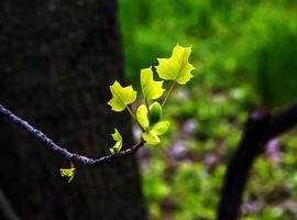 tulpan liriodendron är en skön dekorativ träd. tulpan liriodendron i tidigt vår. närbild. foto