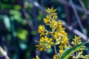 lysimachia nummularia, gul små blommor på en bakgrund av små avrundad löv. foto