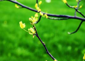 tulpan liriodendron är en skön dekorativ träd. tulpan liriodendron i tidigt vår. närbild. foto
