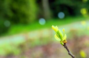 tulpan liriodendron är en skön dekorativ träd. tulpan liriodendron i tidigt vår. närbild. foto