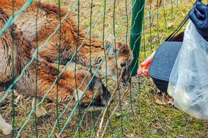 närbild av hand matning får. mufflons på de territorium av de jordbruks universitet av nitra i slovakien. foto