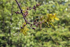 grenar av amur lönn i vår. latin namn acer tataricum. foto