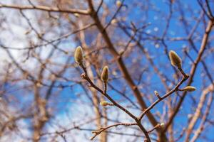 fluffig magnolia knoppar på de grenar. en släkte av blommande växter i de familj magnoliaceae. foto