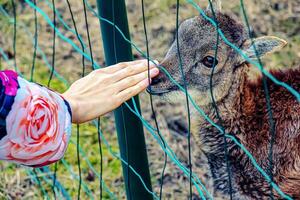 närbild av hand matning får. mufflons på de territorium av de jordbruks universitet av nitra i slovakien. foto