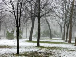 dimma i en stad parkera. ledsen höst landskap. dimma betyder en förändra i väder. foto