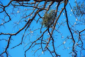 viskum album eller mistel är en semi-parasit av flera träd arter i vinter. foto