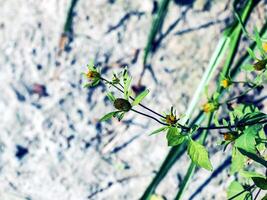 de medicinsk växt tre-lob tiggartickar blooms i sommar. latin namn bidens tripartita foto