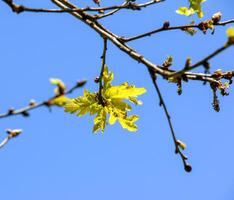 grenar av amur lönn i vår. latin namn acer tataricum. foto