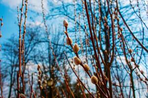 fluffig salix knoppar på de grenar. vide i tidigt vår. foto