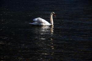 en vit stum svan simmar på de österrikiska sjö Traunsee i januari. foto