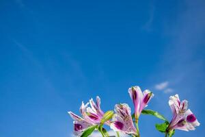 lila alstroemeria blommor mot en blå himmel, närbild med kopia Plats. foto