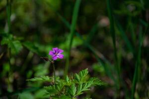 delikat ensam lila blomma i de vår skog. foto