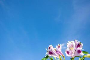 blå sommar himmel och lila blommor, med plats för text. foto