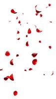 röd ro kronblad flygande romantisk täcka över bakgrund foto