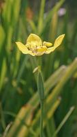 detta blomma är kallad gul iris eller gul orkide foto