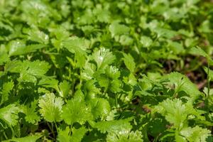 koriander plantering komplott friska mat hälsa vård begrepp foto