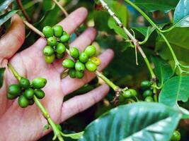 rå kaffe bönor i händer, arabica kaffe bär med agriculturist händer, rå grön kaffe bönor i hand jordbrukare, färsk kaffe, rå grön bär gren, lantbruk på kaffe träd foto